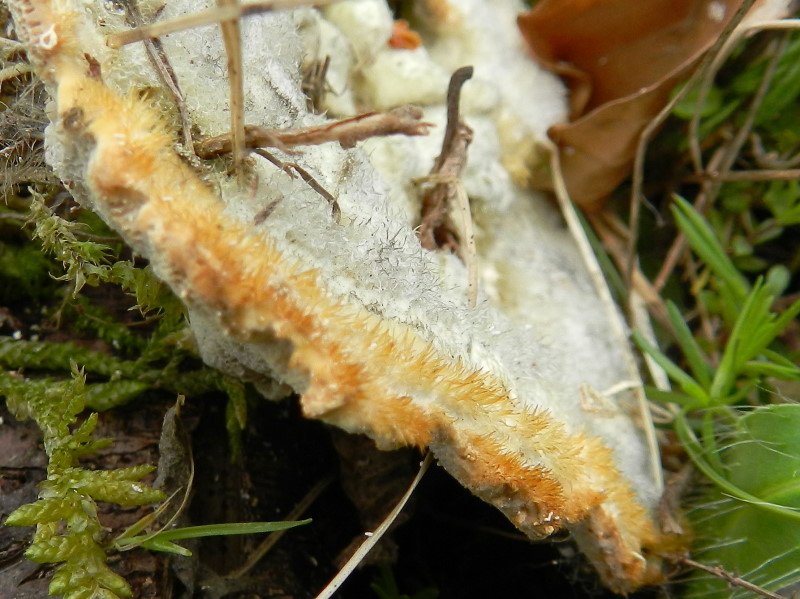 Terzo del 1� maggio